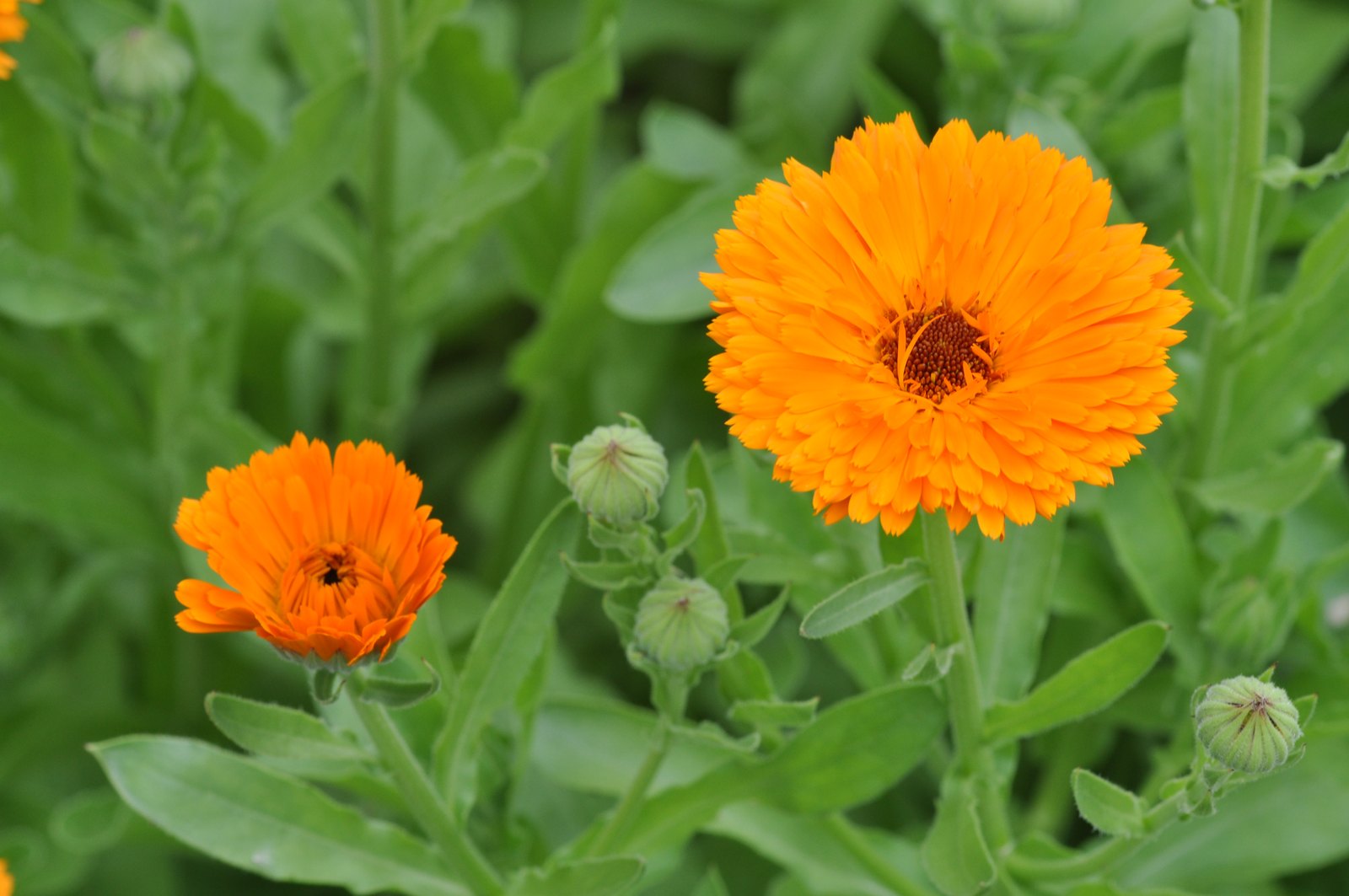 Calendula (Calendula officinalis): The Golden Wound Healer That Doubles as a Kitchen Spice