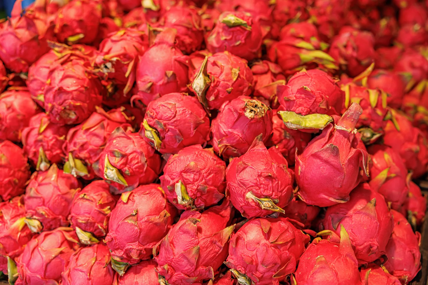 A pile of whole pink dragon fruit at a market stall