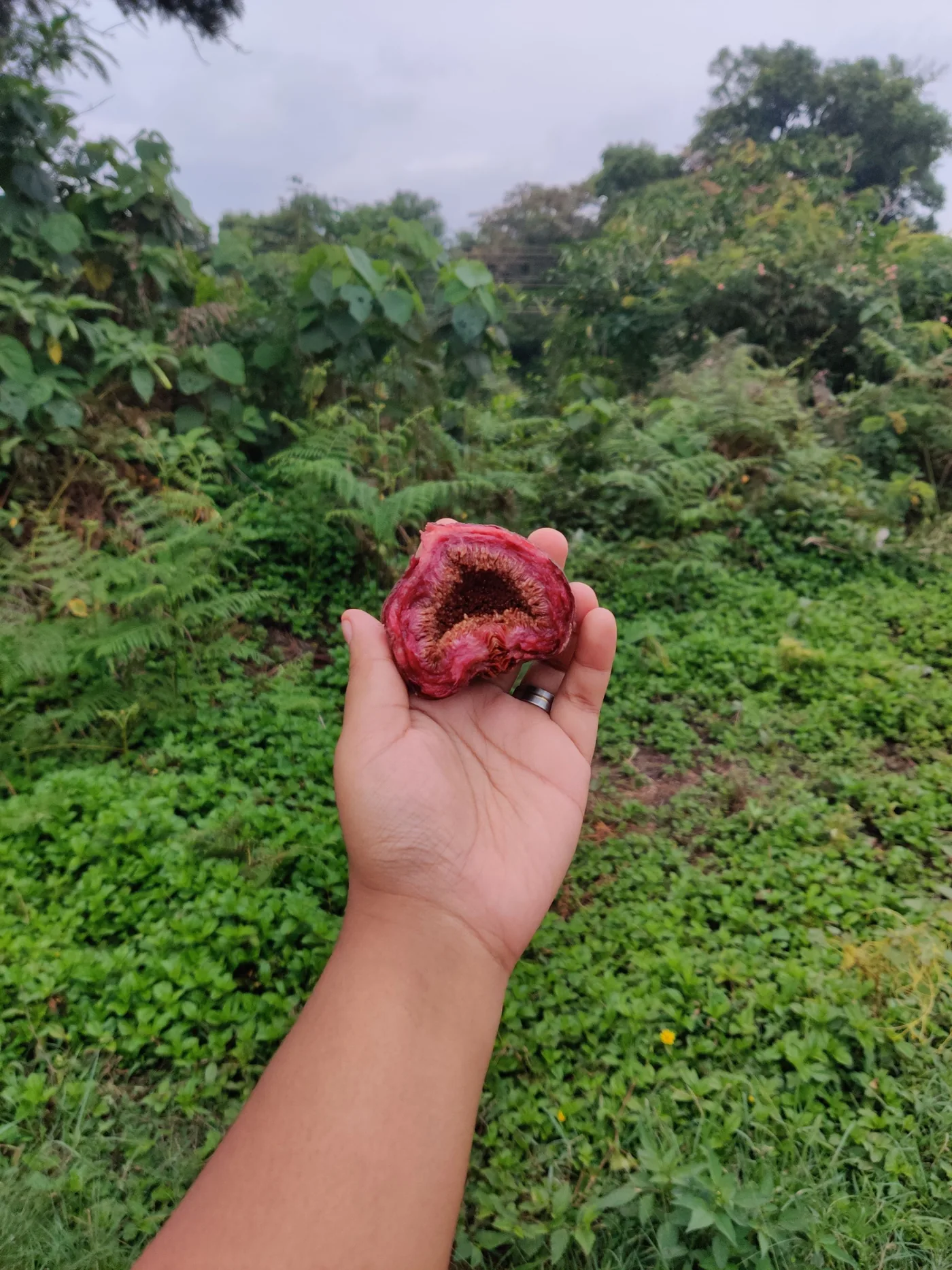 Ripe common figs on a branch