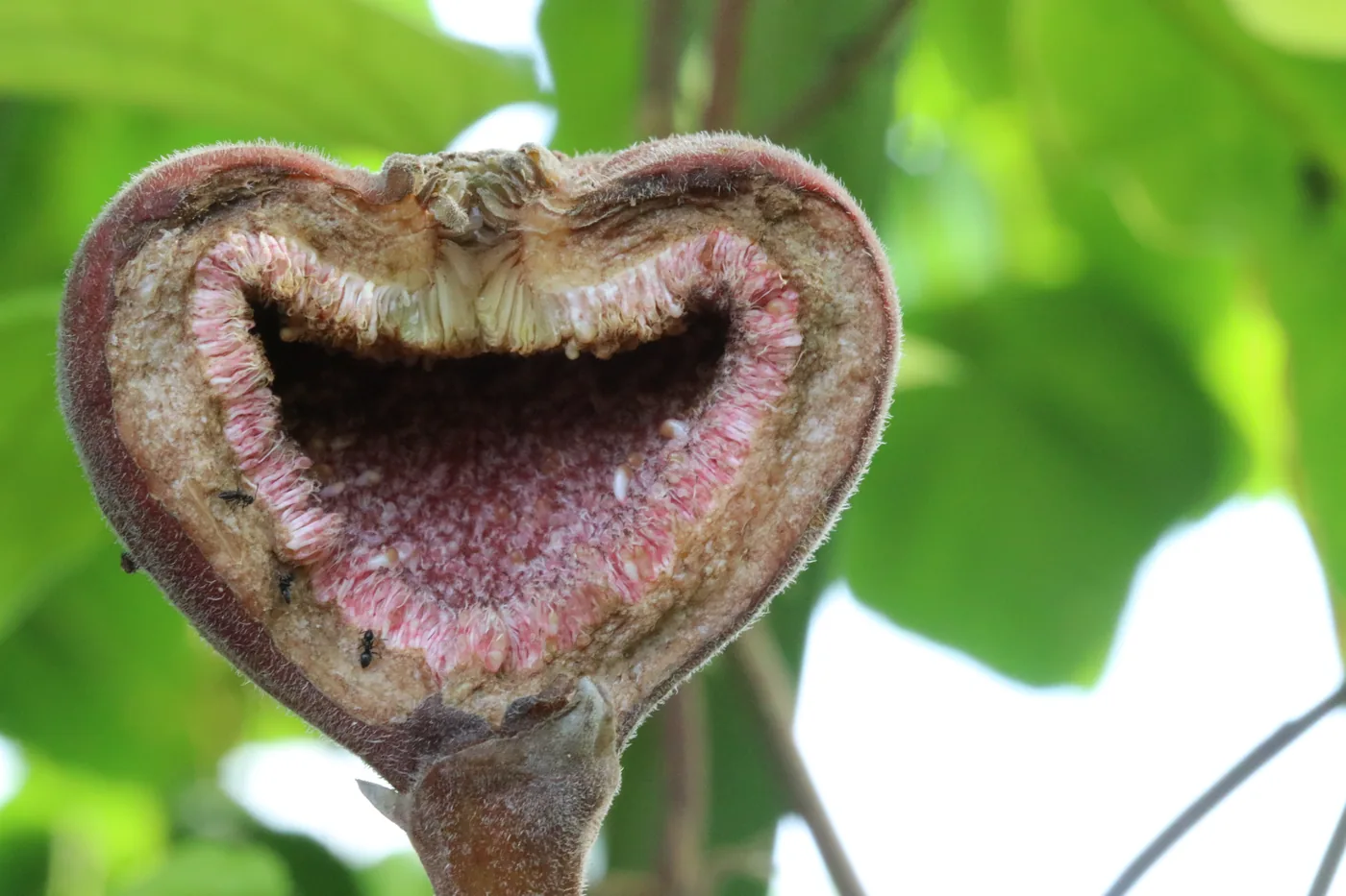 A cut common fig showing the inside of the fruit