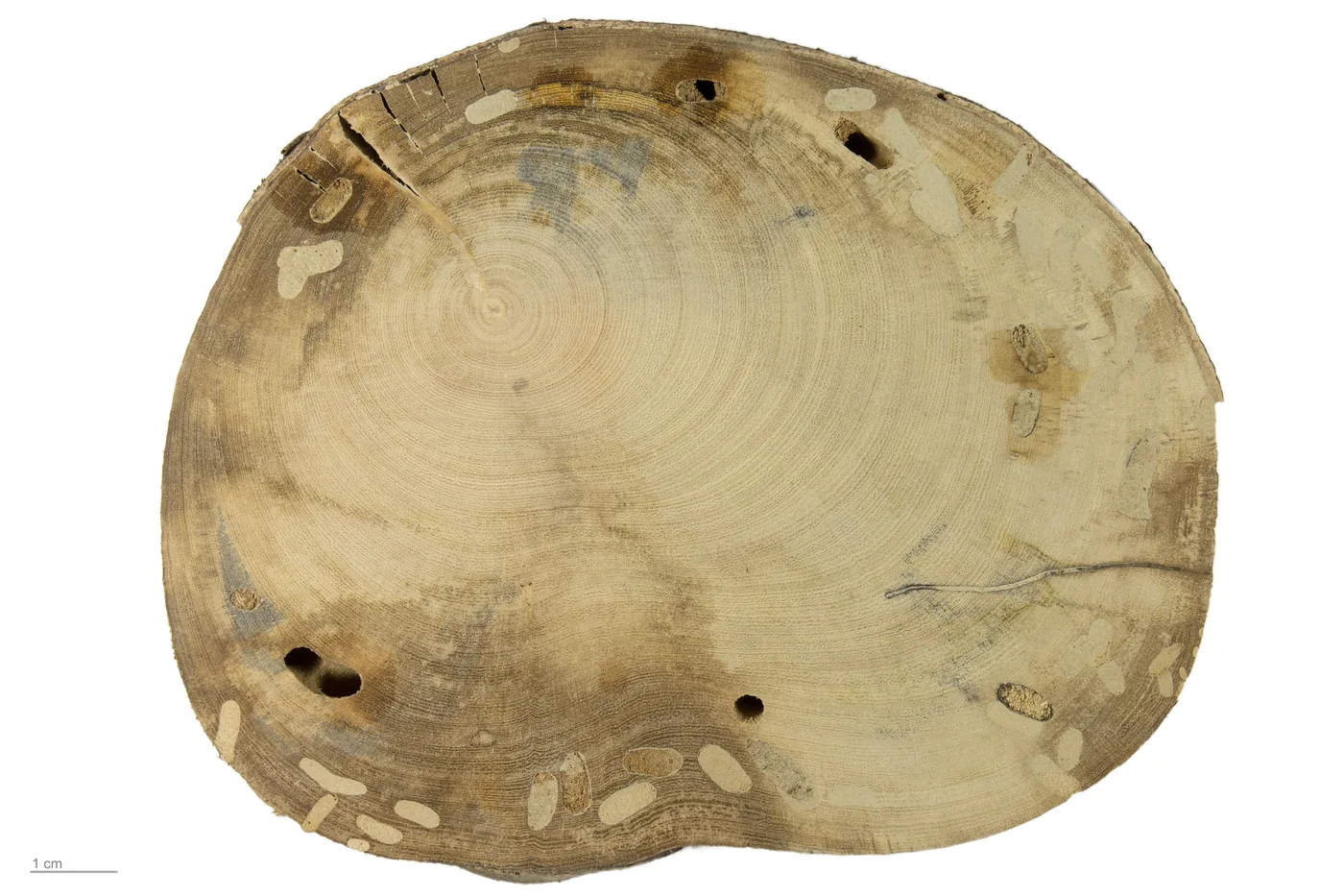 A museum specimen of Ficus carica