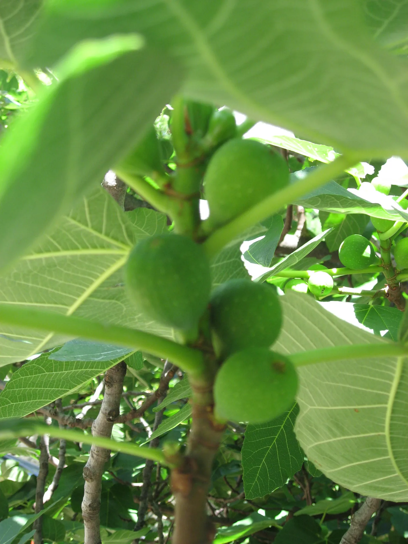 Common fig fruit on a branch