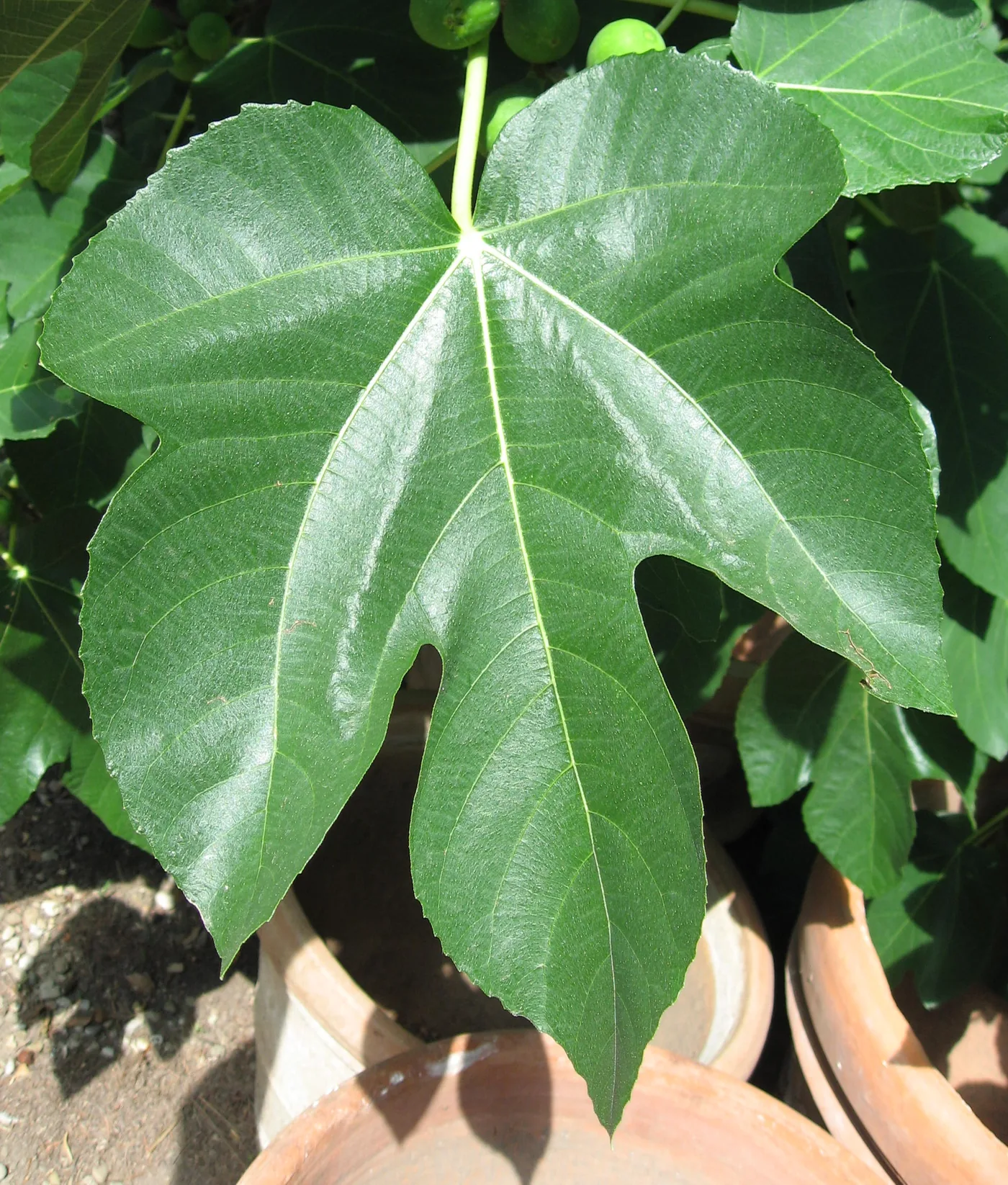 A single common fig leaf with deep lobes