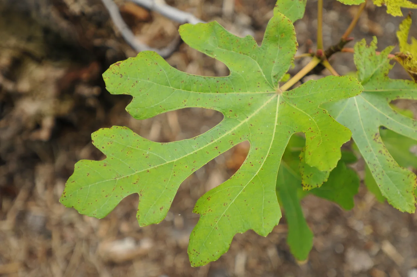 A common fig leaf