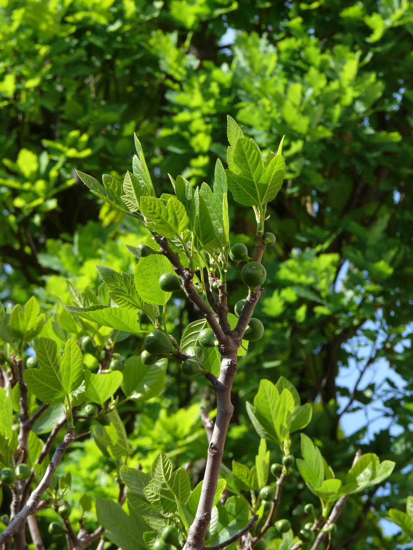 A common fig branch with fruit