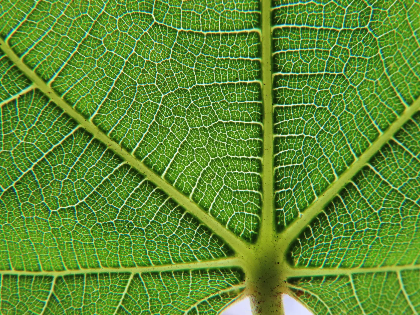 The veins of a common fig leaf