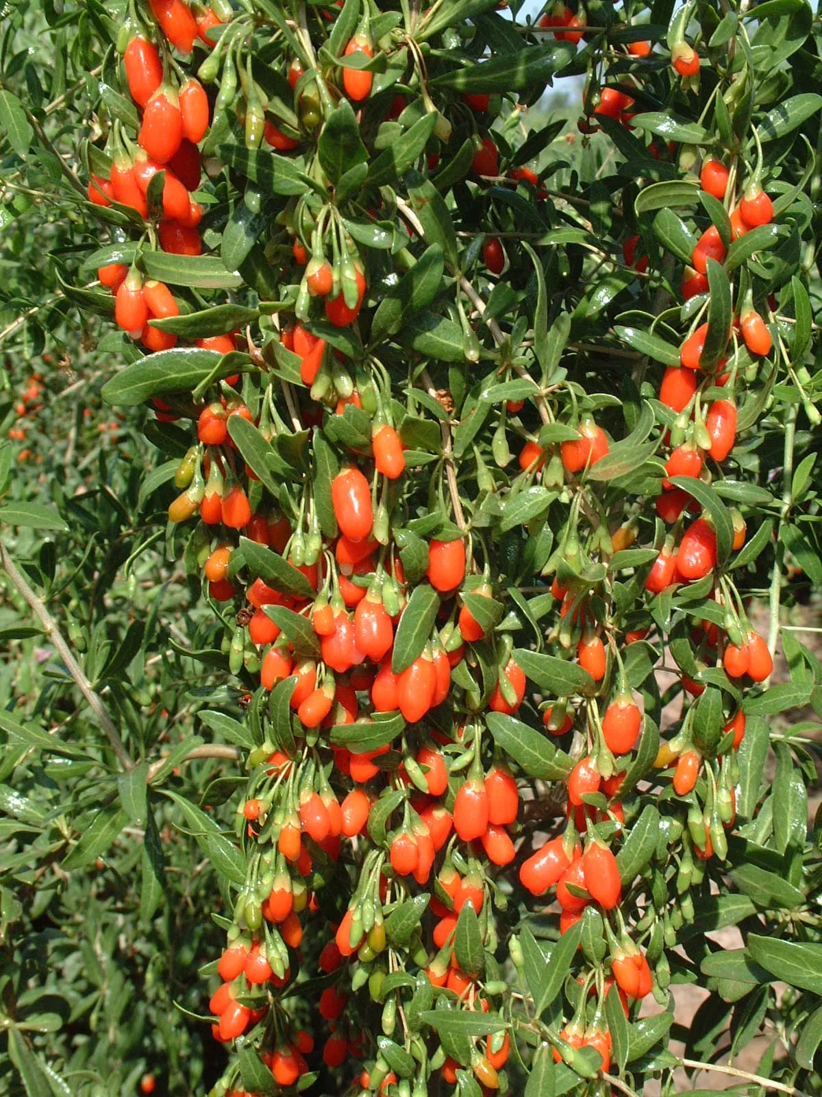 A heavy cluster of orange-red goji berries among narrow green leaves