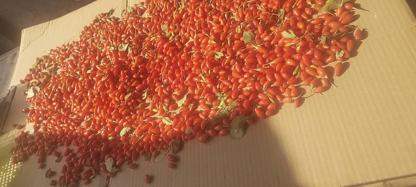 A large heap of freshly harvested orange-red wolfberries drying in sunlight on cardboard