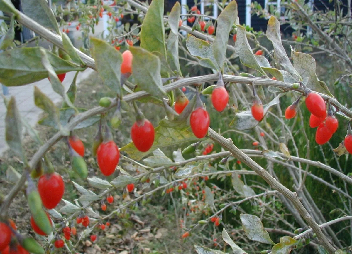 A goji shrub with grey-green leaves, thorny stems and many orange-red berries