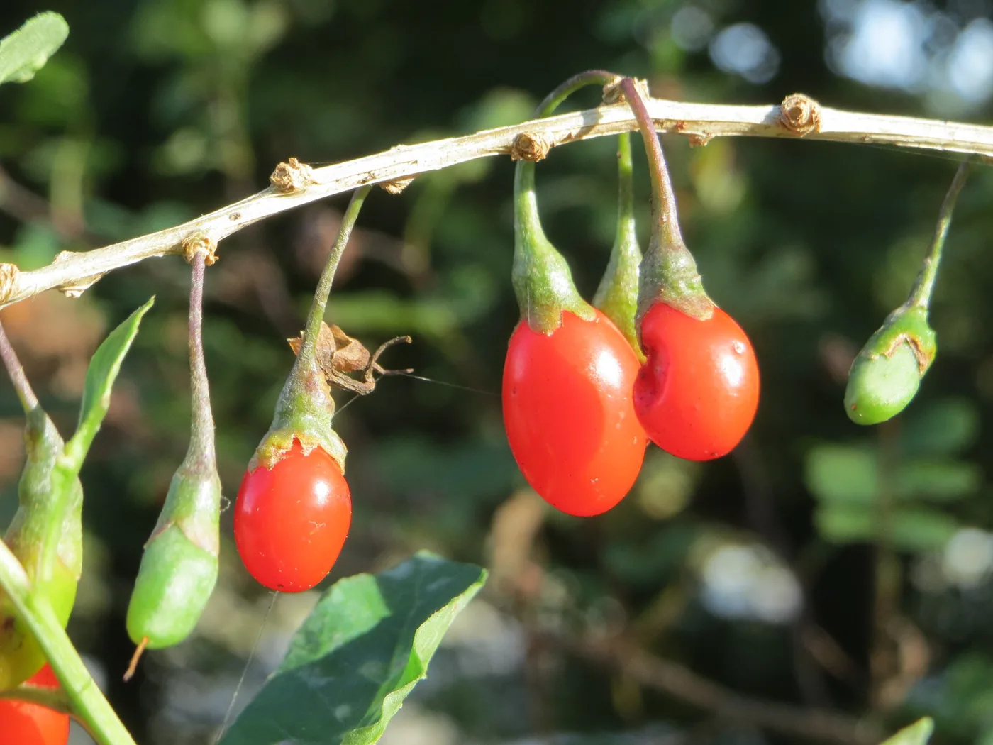 Orange-red and green goji berries hanging from a branch