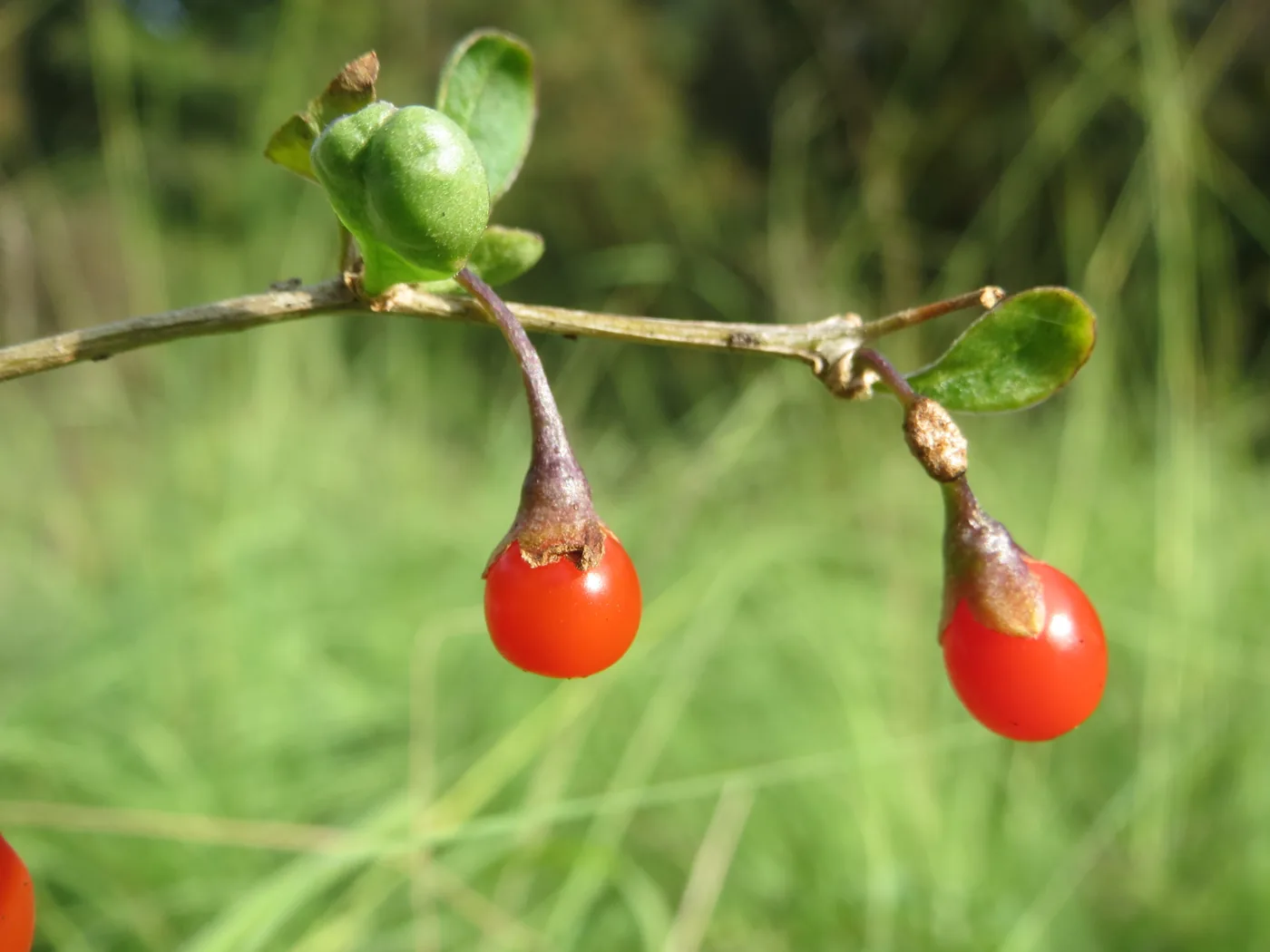 Two round red goji berries on a branch beside a green bud