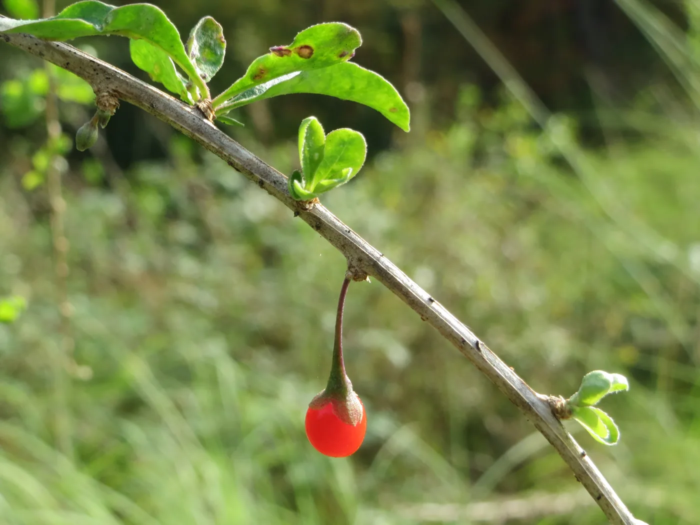 A thorny grey goji stem with green leaves and one bright red berry hanging from a thin stalk