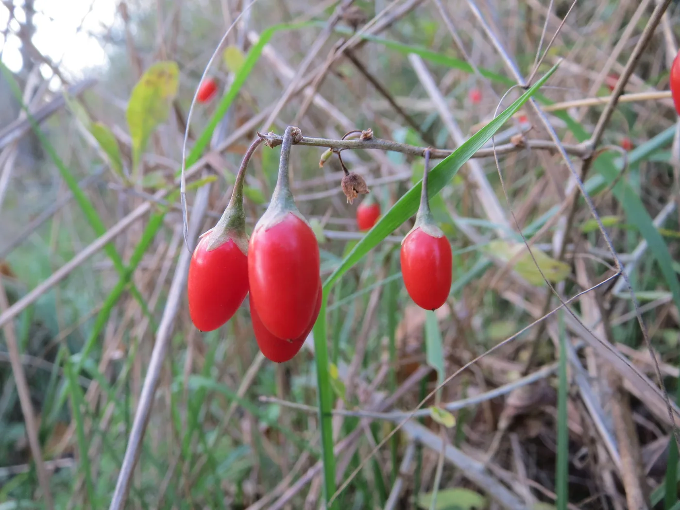 Red goji berries hanging from a thin branch in tall grass