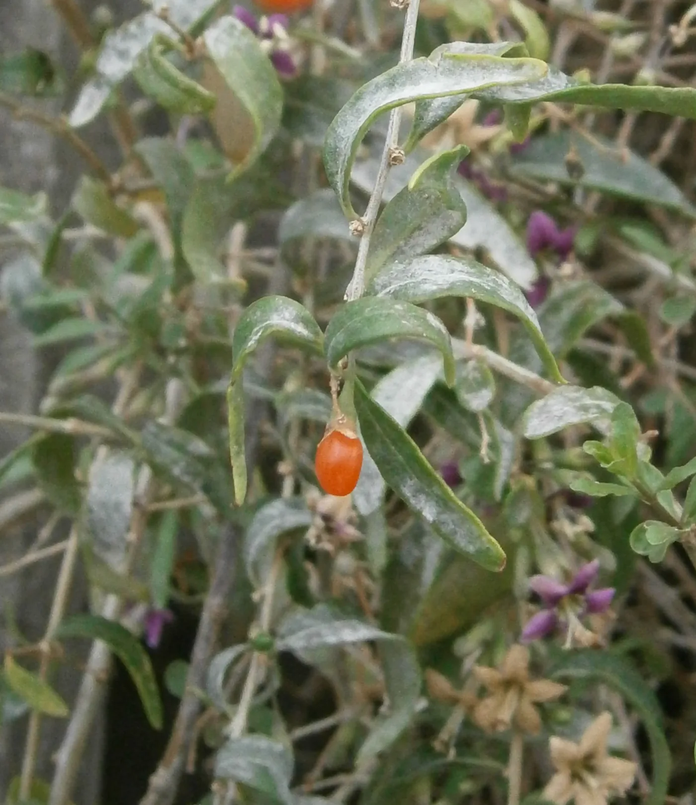 A goji branch with grey-green leaves, purple flowers and one orange berry