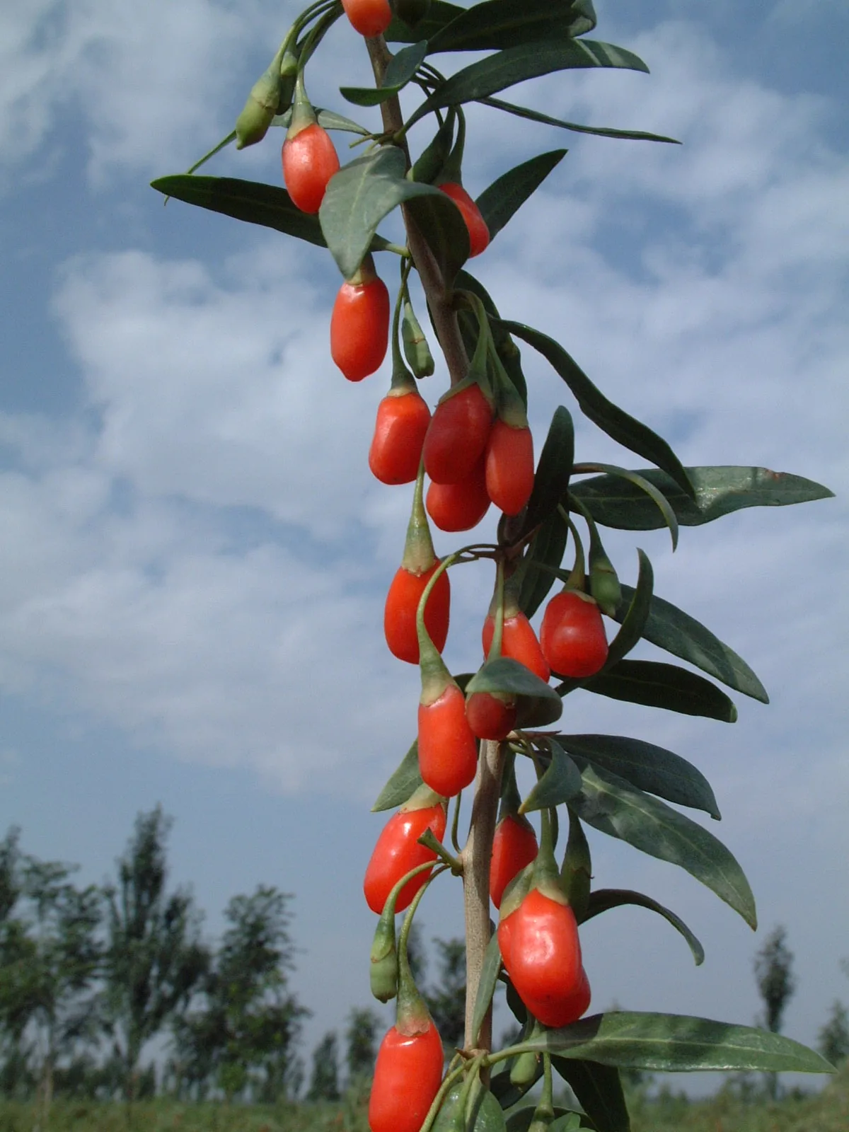 Orange-red goji berries on a leafy stem against a blue sky