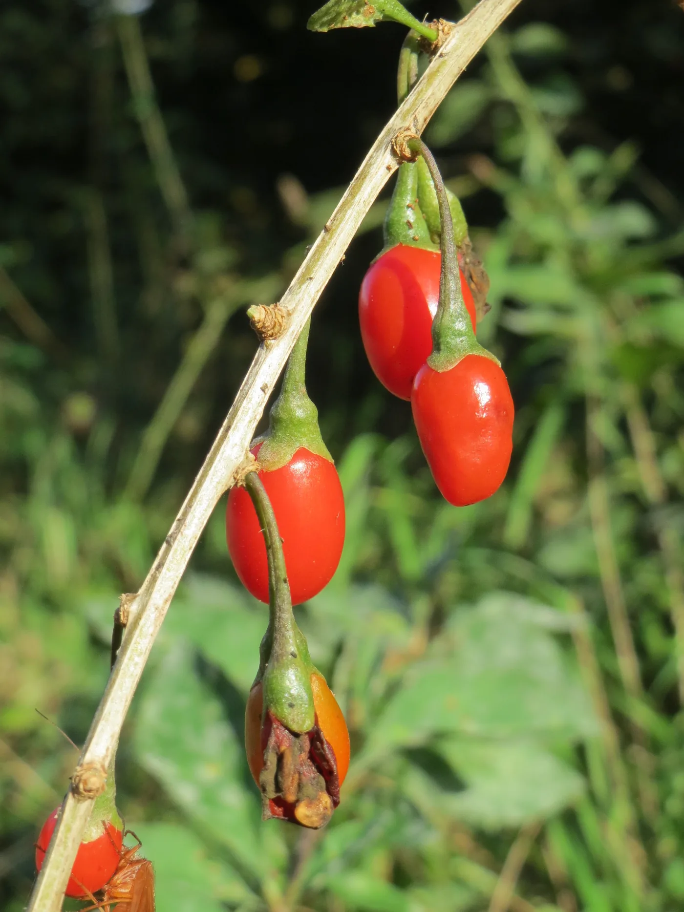 Several orange-red goji berries hanging from a pale stem