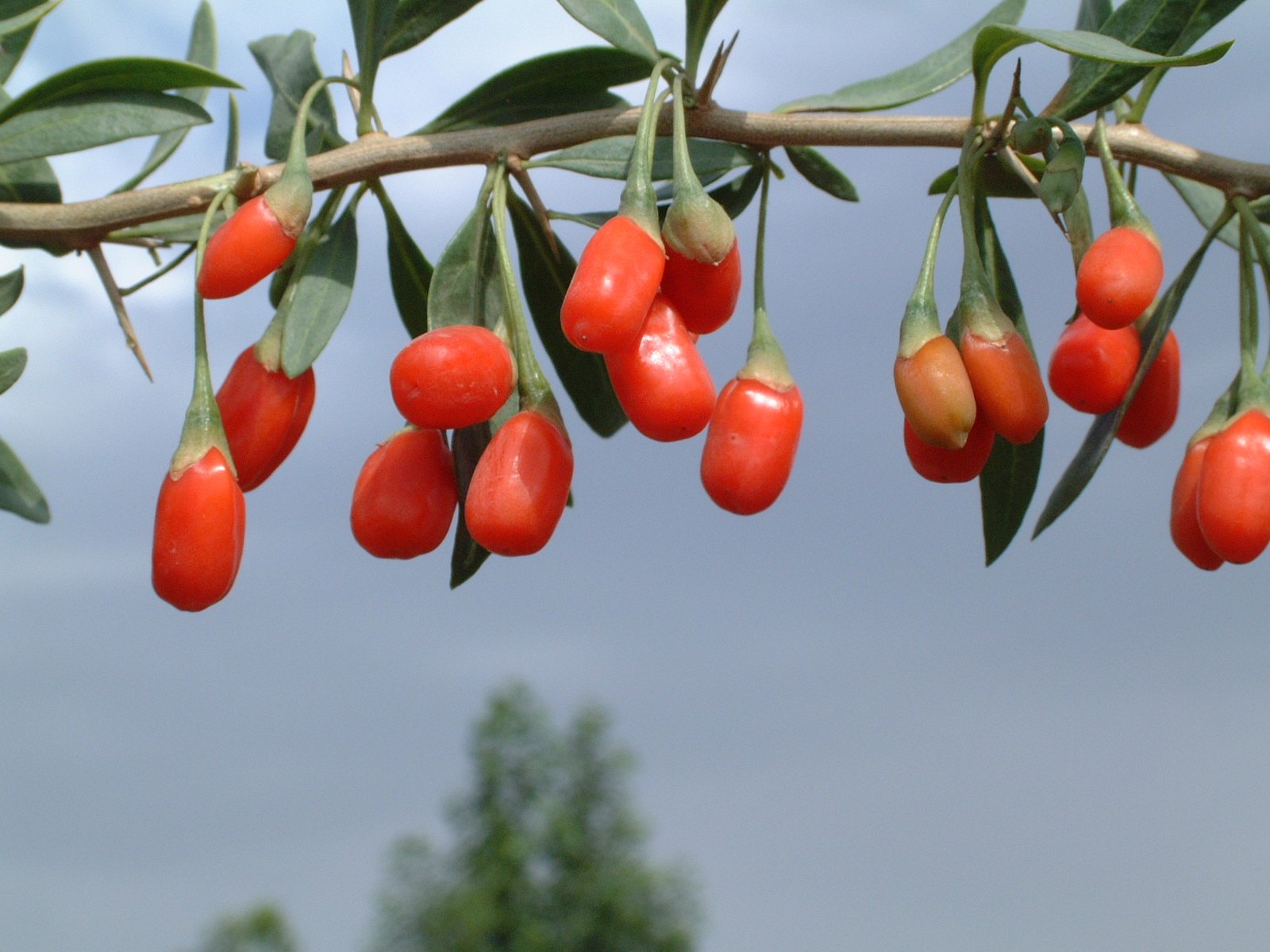 Goji Berry (Lycium barbarum) Extraction Guide: Juice, Ethanol Precipitation and Ultrasonic Soaks