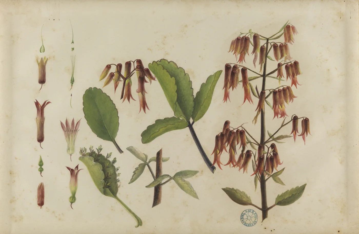 A botanical plate of Bryophyllum pinnatum showing leaves and hanging flowers