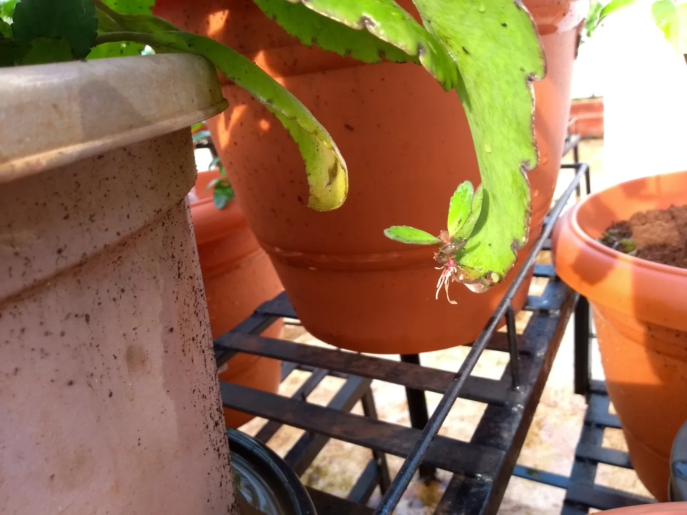 Kalanchoe pinnata leaves growing in a pot
