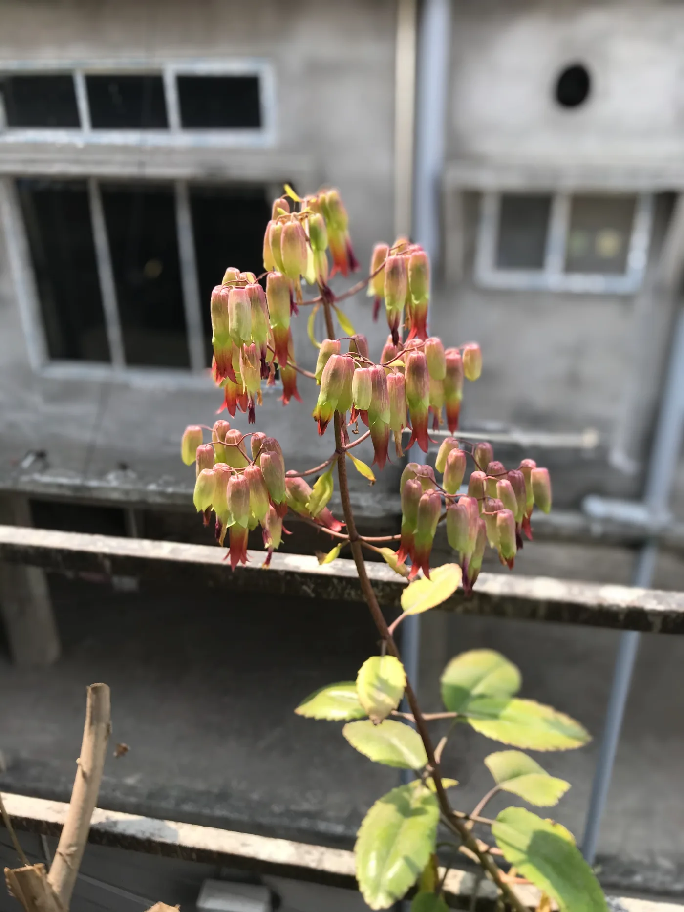 A leaf of life plant, Kalanchoe pinnata, growing in a planter with leaves and red flowers