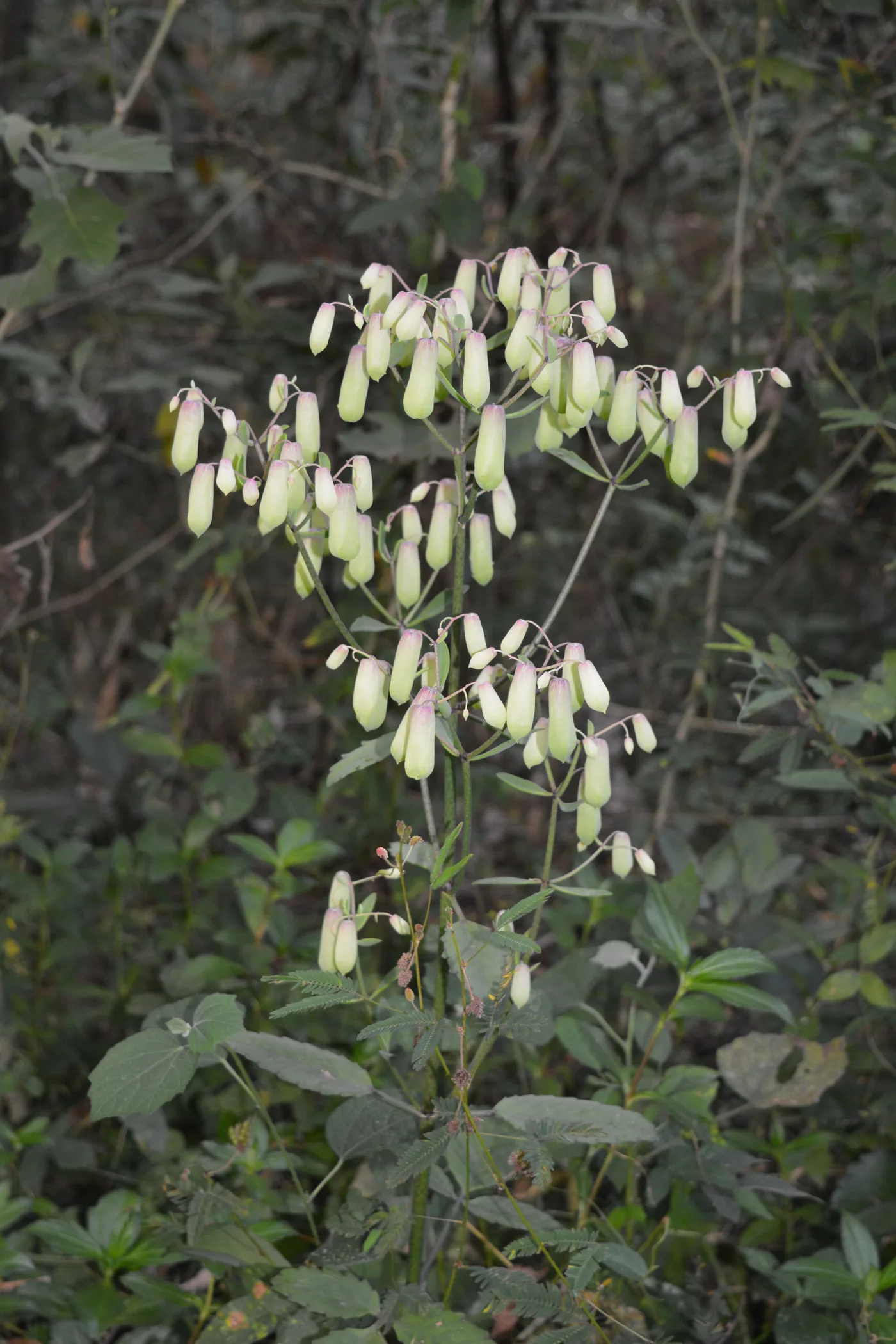 A tall flowering stalk of Bryophyllum pinnatum with pale hanging bells