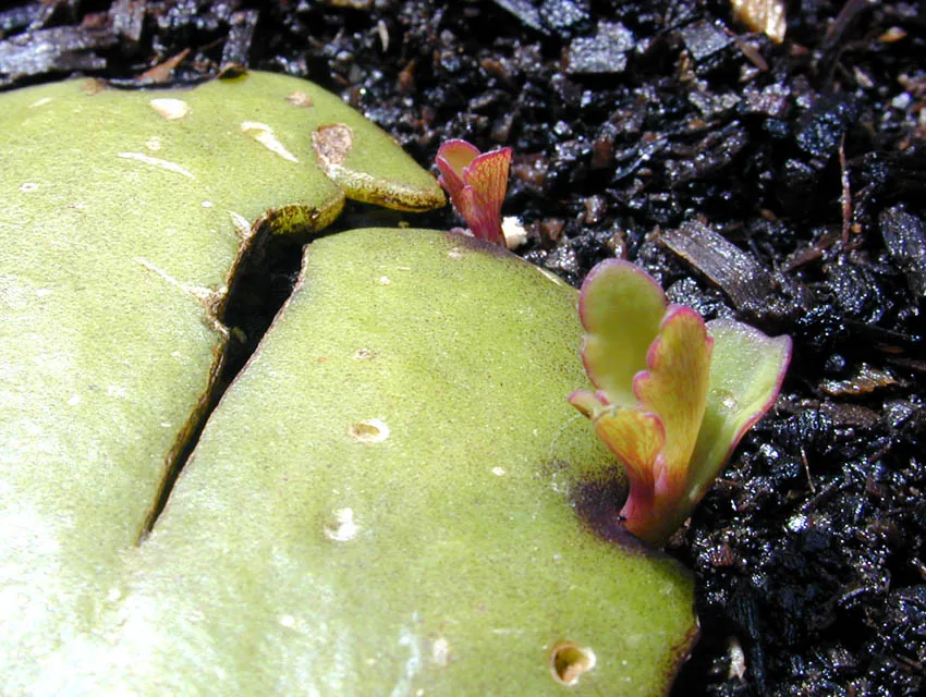 A fresh Kalanchoe leaf broken open with a new plantlet growing at the edge