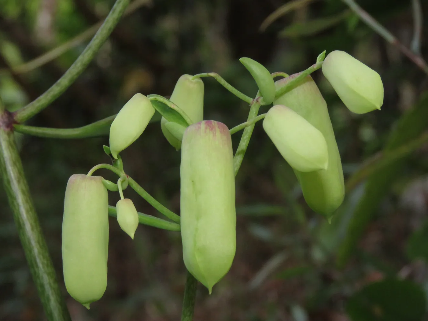 Pale green bell-shaped buds of Bryophyllum pinnatum hanging from a stalk