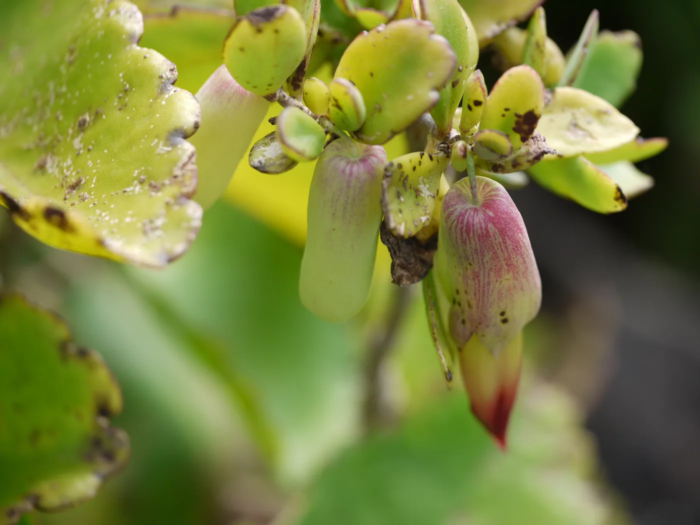 Close view of Bryophyllum pinnatum flower buds and leaves