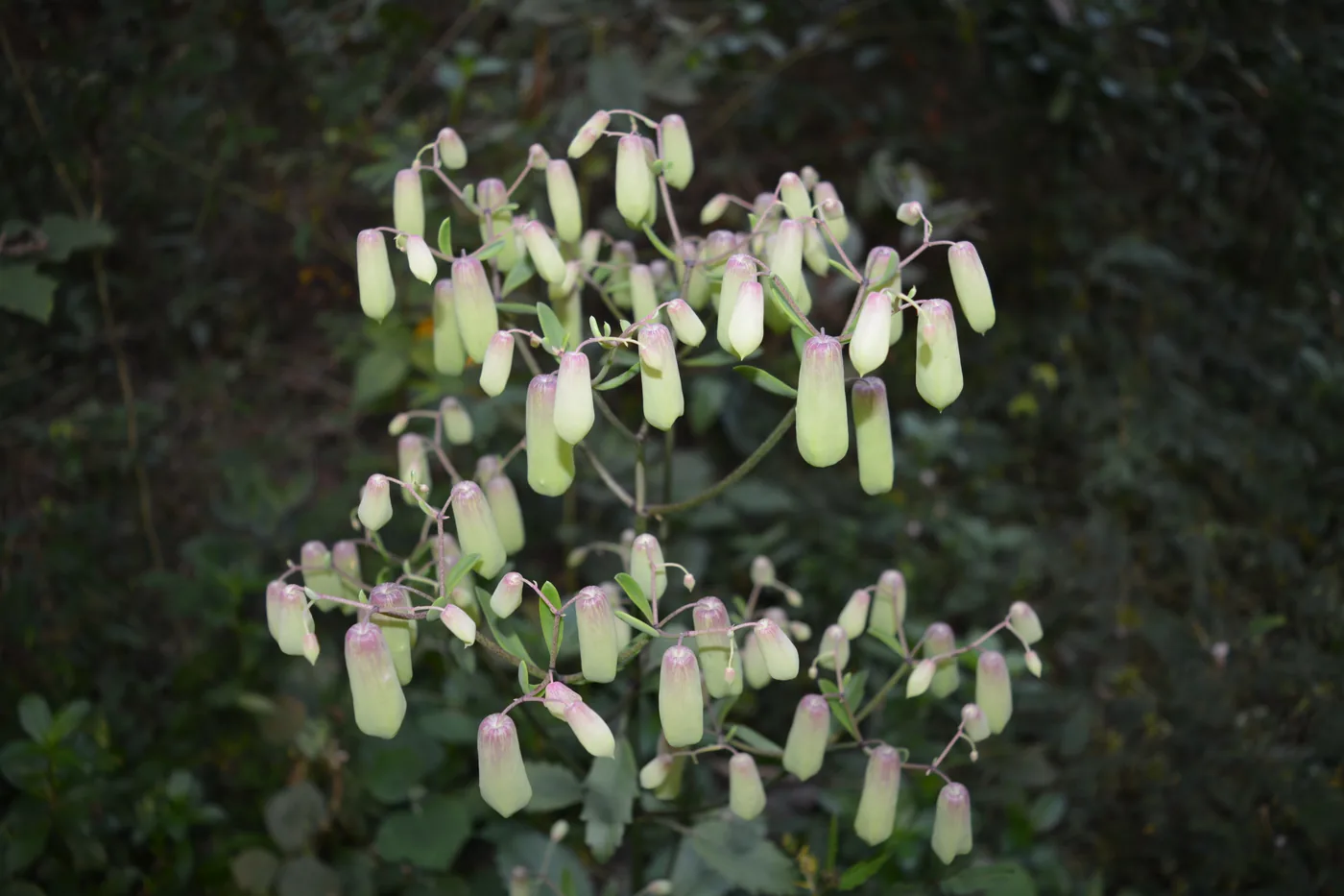 A flowering stalk of Bryophyllum pinnatum with pale hanging bells