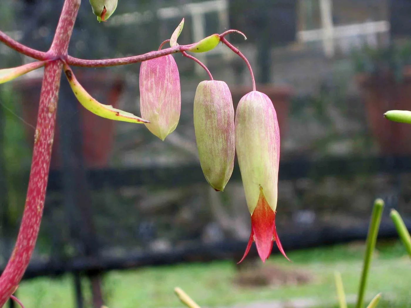 Bryophyllum pinnatum with hanging flower buds and green leaves