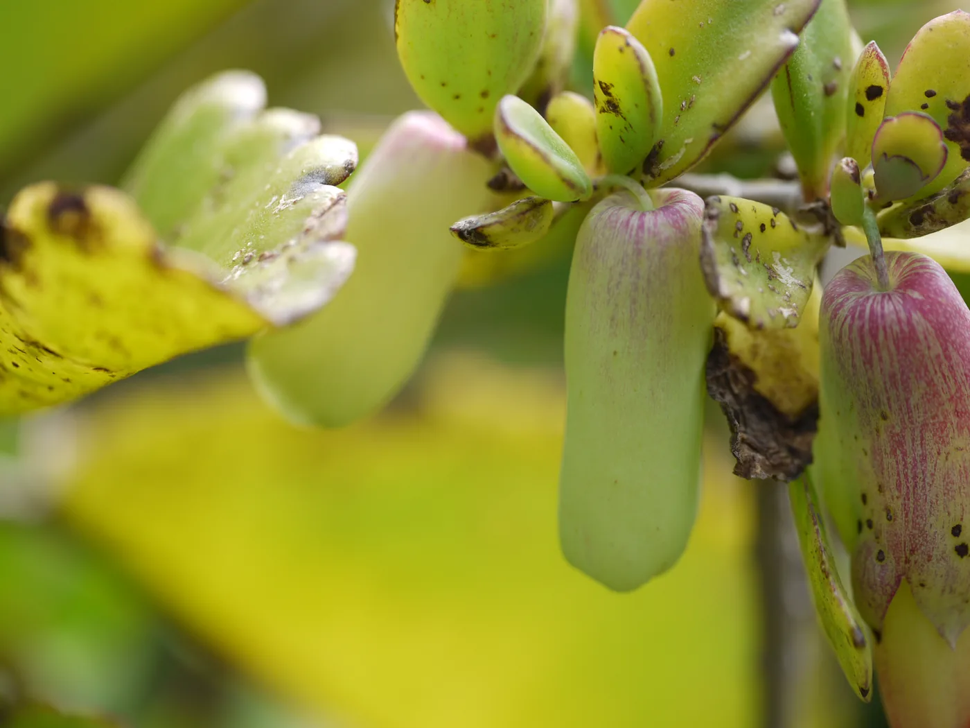 Bryophyllum pinnatum buds and a leaf in a garden