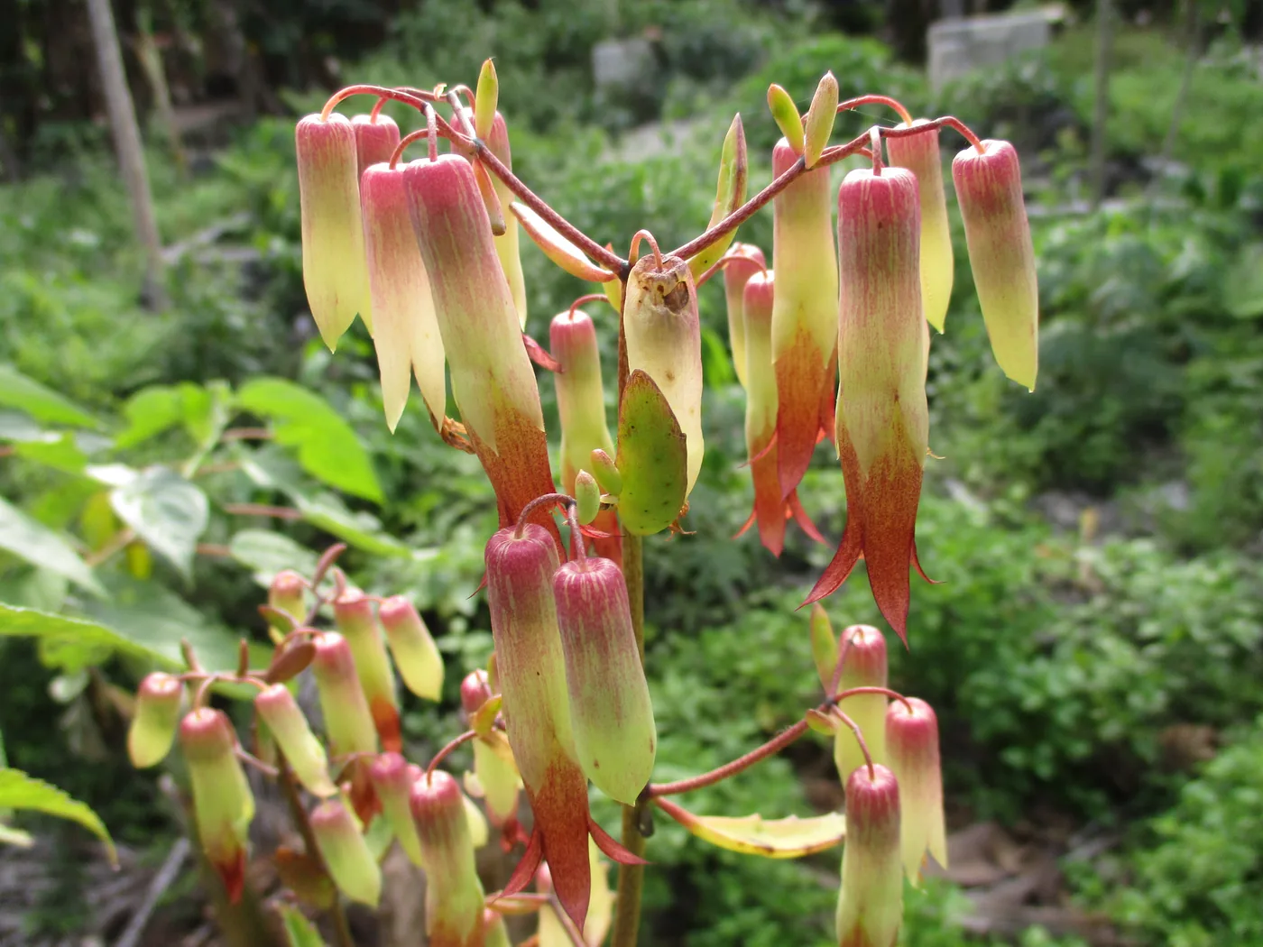 Red-orange hanging flowers of Bryophyllum pinnatum