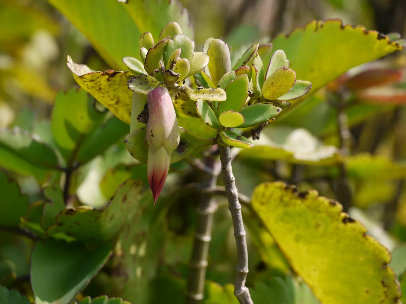 Hanging flower buds and leaves of Bryophyllum pinnatum in close view