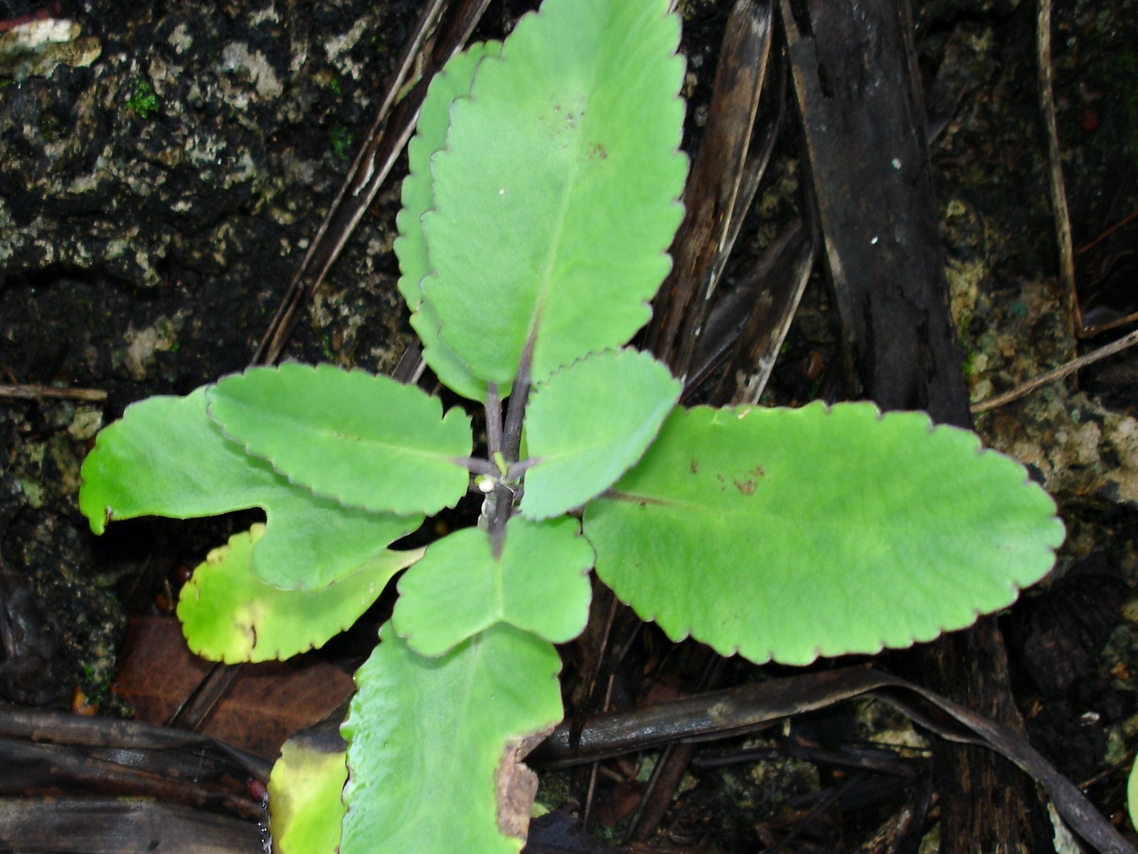 Leaf of Life (Bryophyllum pinnatum) Extraction Guide: Juice, Tincture and Flavonoids