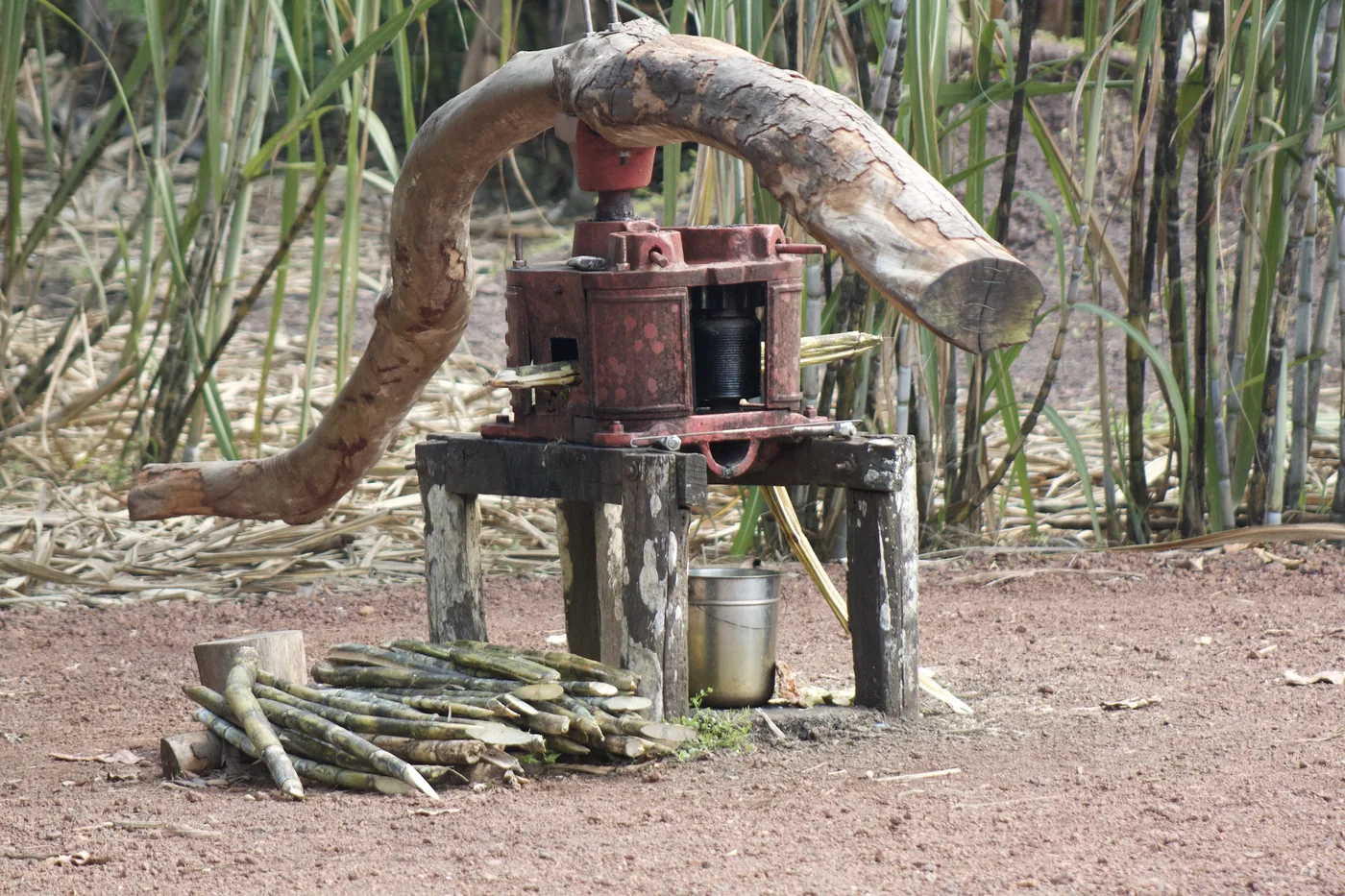 A hand-built red cane press with a long curved wooden lever standing in a field of tall cane with cut stalks stacked beside it