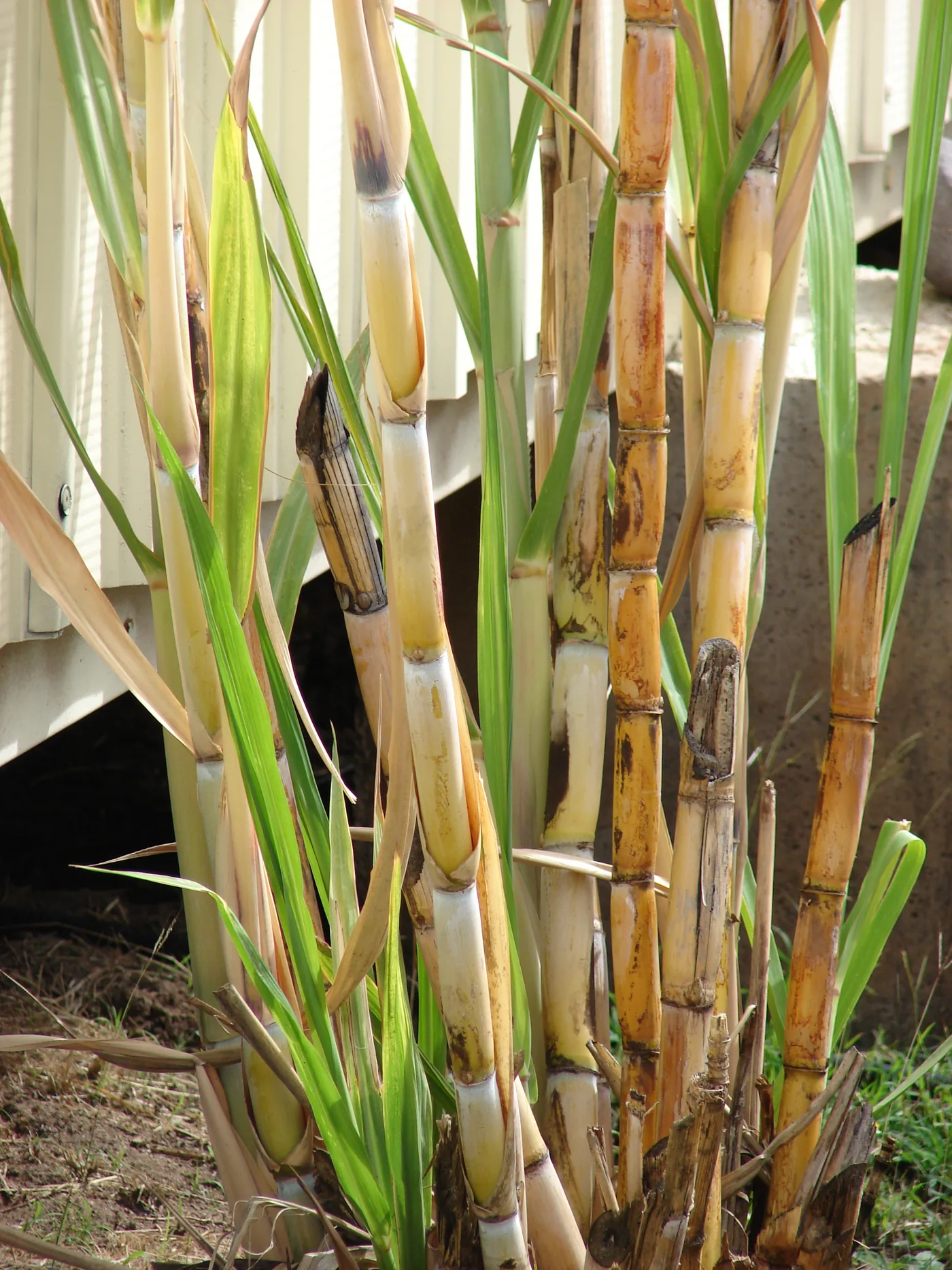 A clump of tall cane stalks with brown nodes and long green leaves beside a building wall