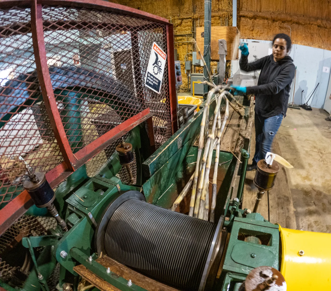 A person in blue gloves feeding cane stalks into a large green roller mill with a protective cage