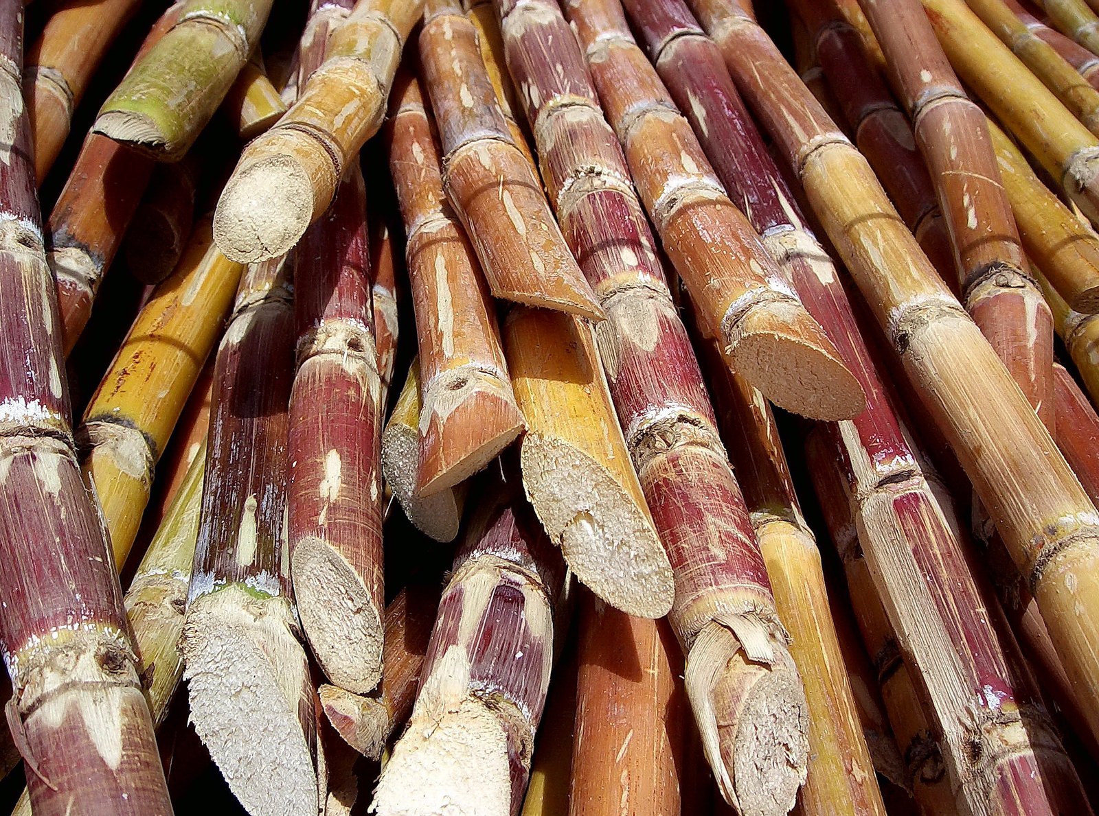 Sugar Cane (Saccharum officinarum) Extraction Guide: Juice, Polyphenols, Wax and Bagasse