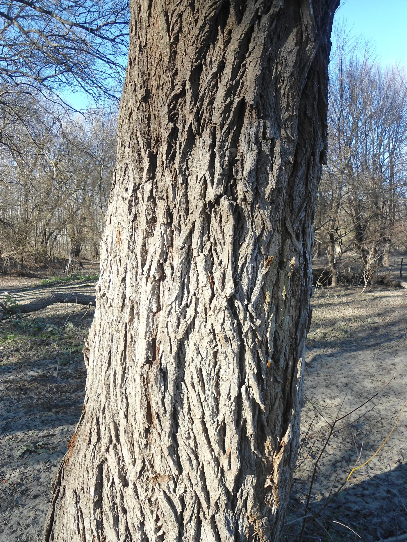 The grey, ridged bark of a white willow trunk