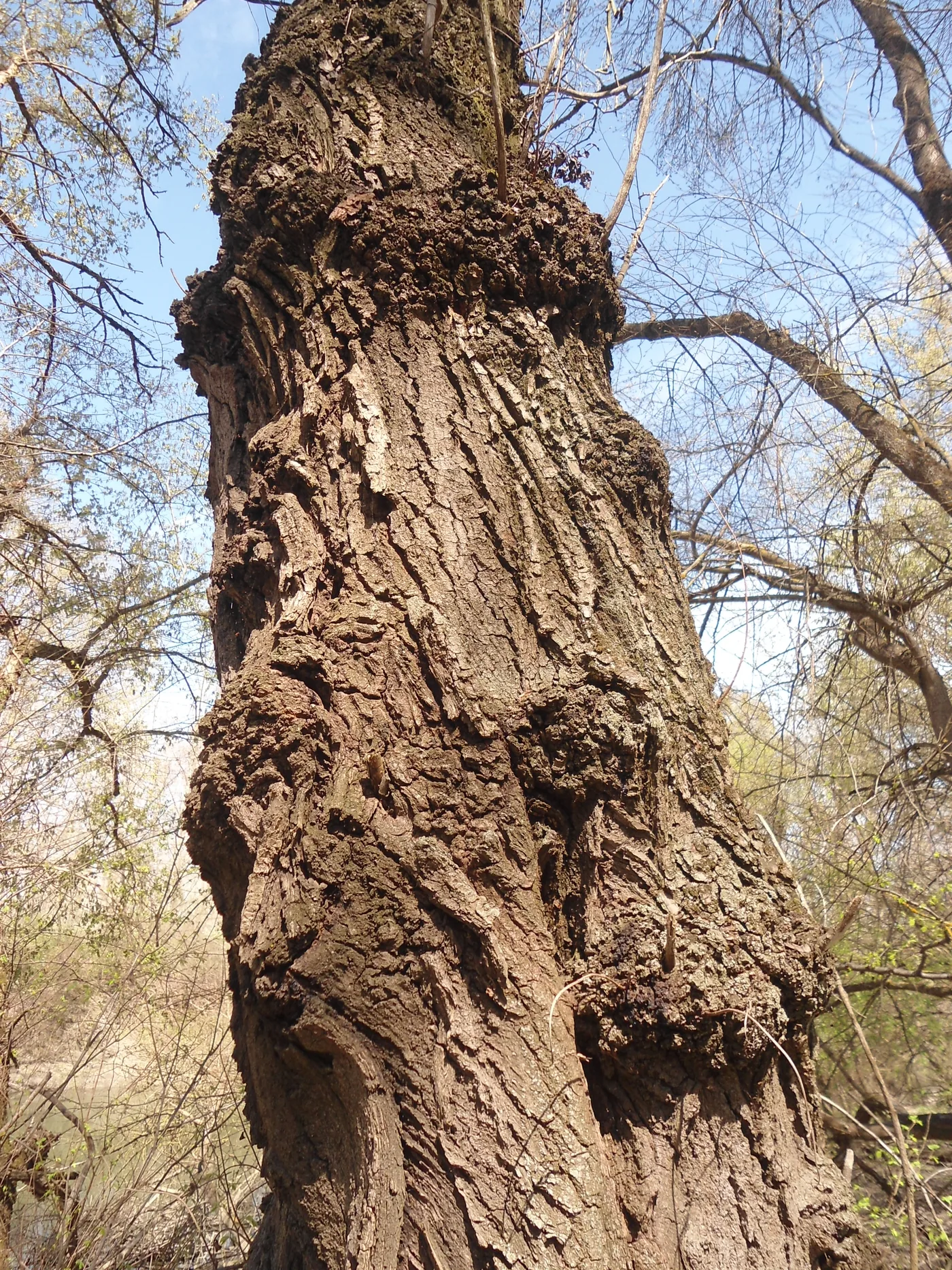 An old willow trunk with thick, knotted bark