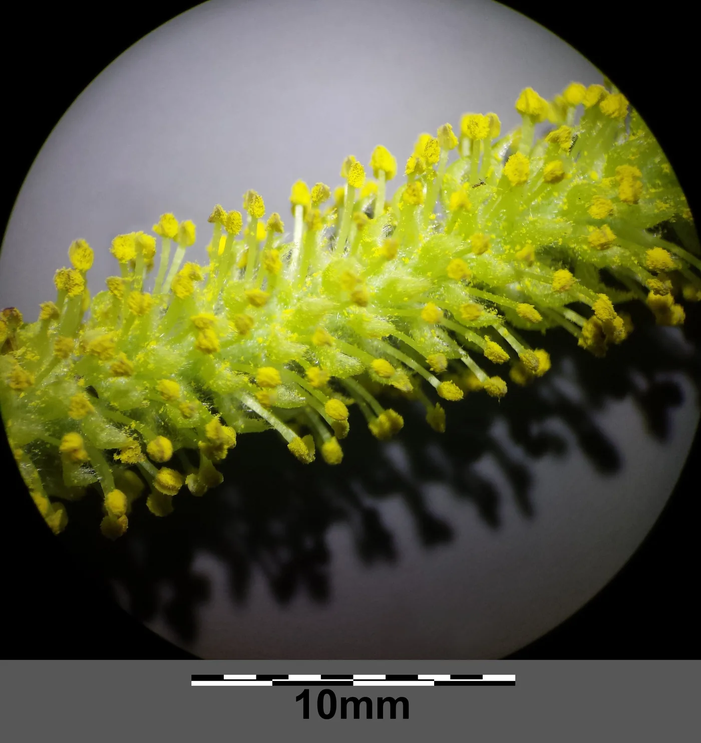 A magnified white willow catkin with a scale bar