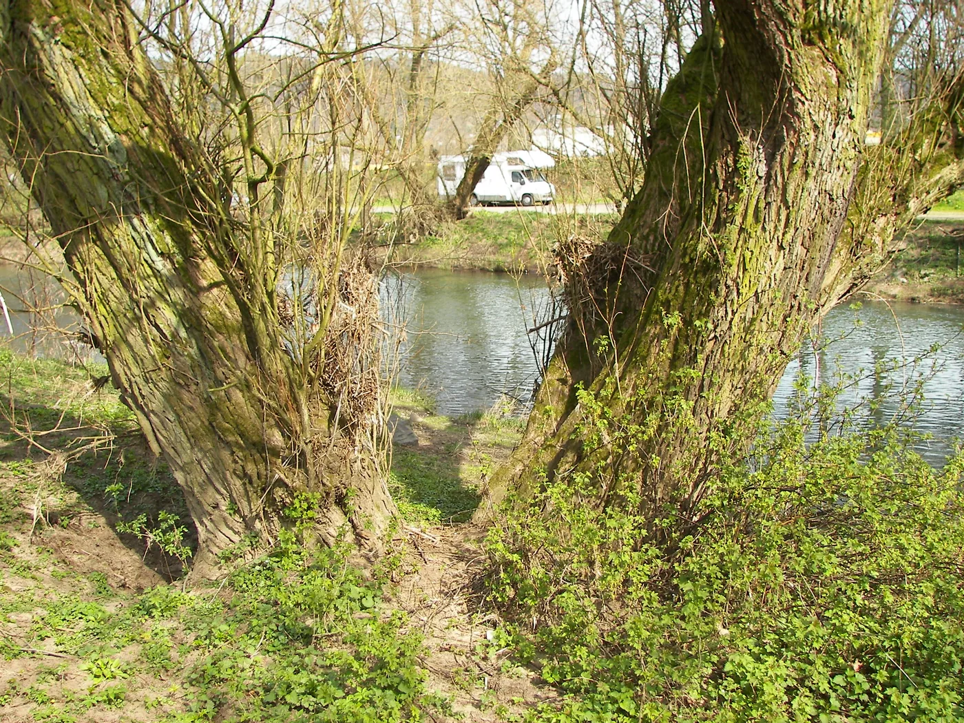 Two old white willow trunks beside a river in early spring