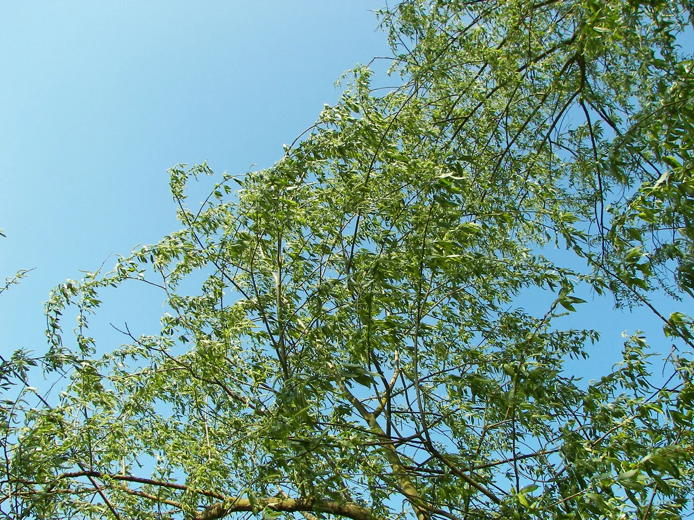 White willow branches with new leaves against a blue sky