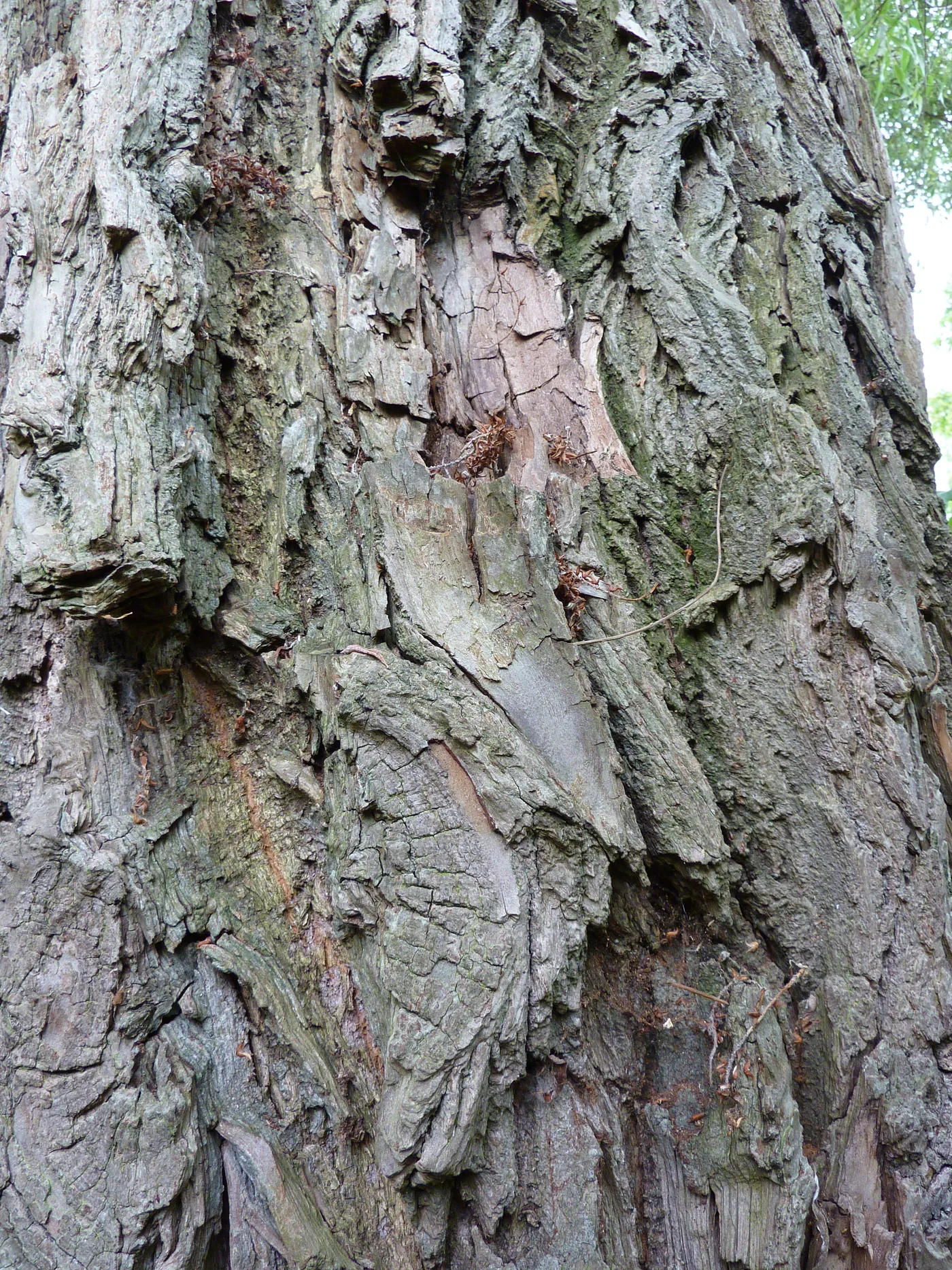A close view of deeply ridged willow bark