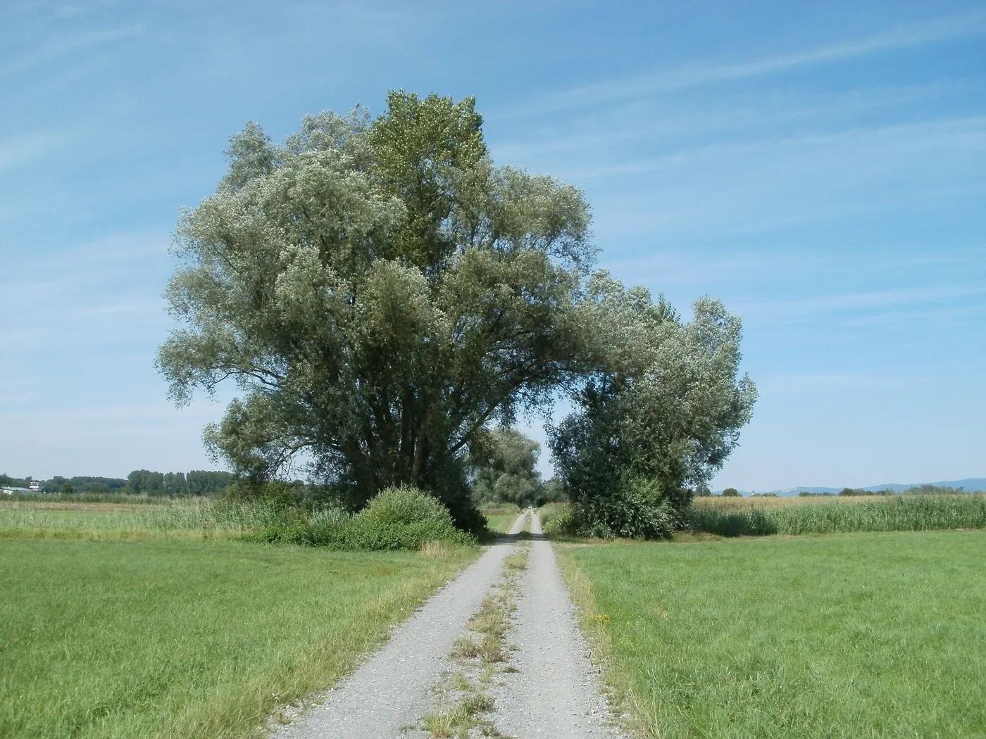 A large white willow tree beside a farm track in an open field