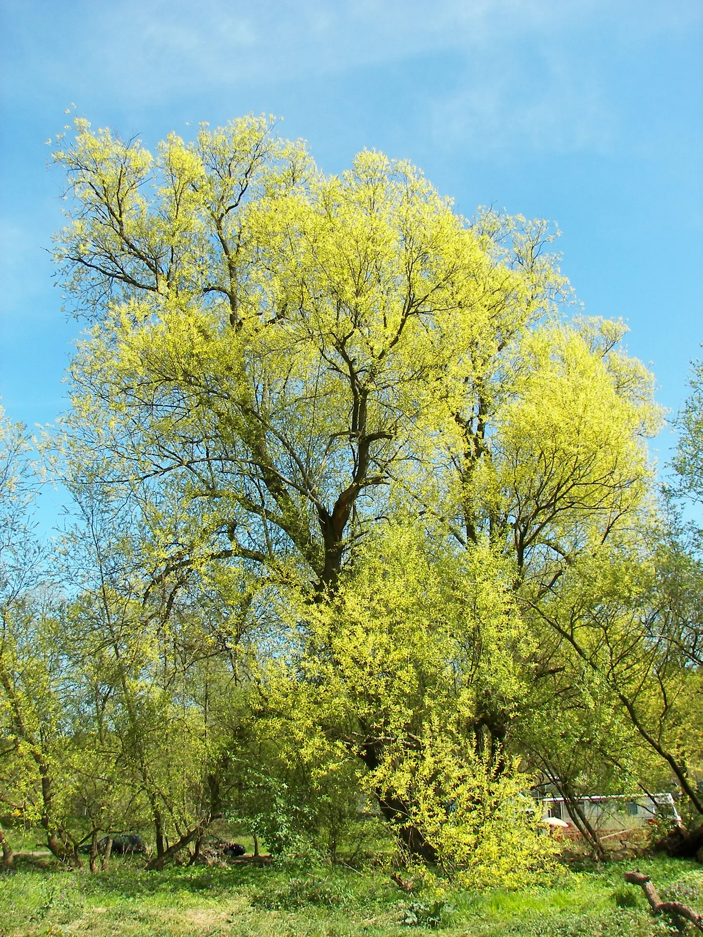 A white willow in spring with bright yellow-green new leaves