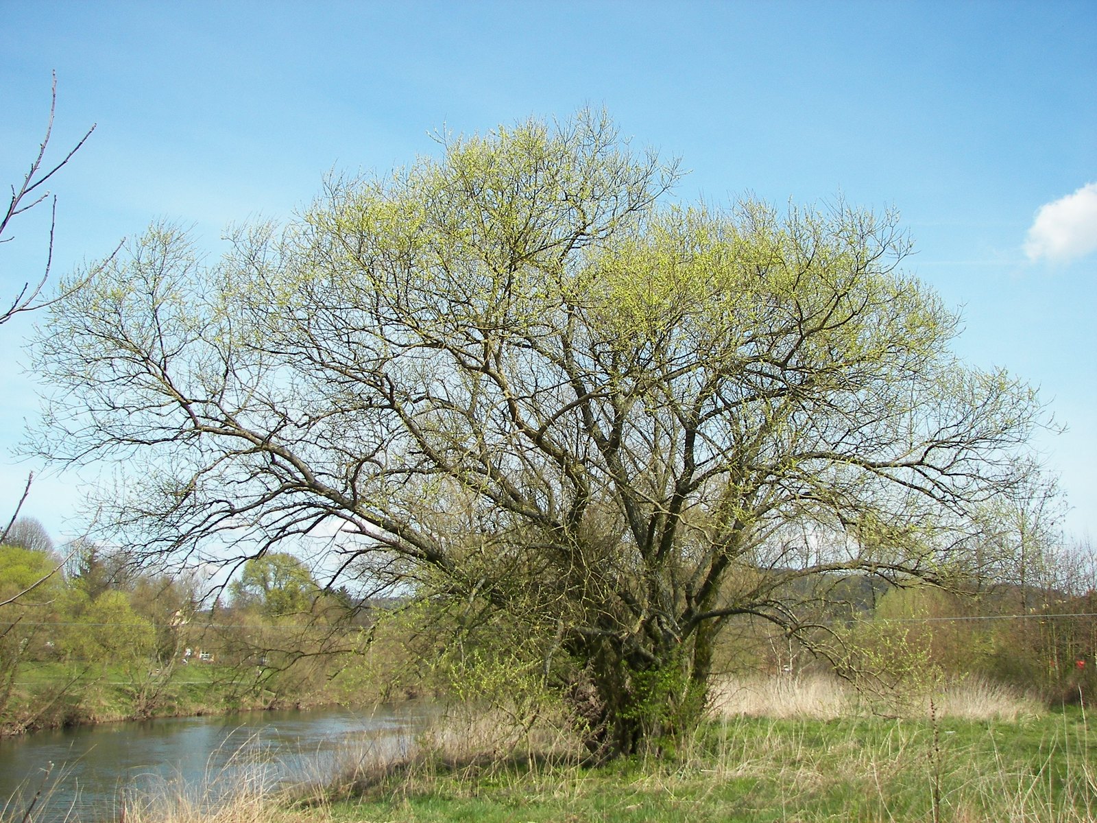 White Willow (Salix alba) Extraction Guide: Best Methods, Preparing the Bark, Decoction and Tincture